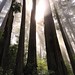 Sequoia Ray Photo 4