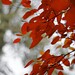 Patrick Koo Photo 9