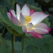 Trac Pham Photo 5