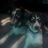 Sharon Wickham Photo 11