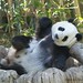 Will Lin Photo 11