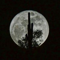 Debra Chapman Photo 18