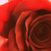 Michael Halsall Photo 8