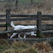 Jan Park Photo 14