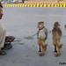 Alamgir Shah Photo 11