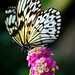 Wendell Marks Photo 8