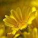 Daisy Vega Photo 9