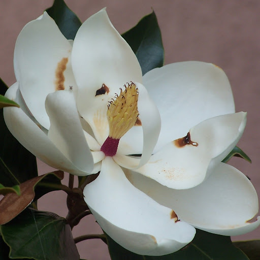 Kathy Flowers Photo 17