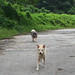 Sam Lam Photo 12