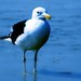 Jonathan Livingston Photo 14