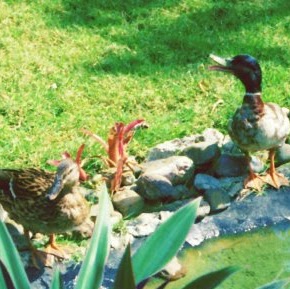 Jay Land Photo 14