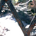 Ann Rust Photo 11