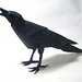 Brian Crow Photo 12
