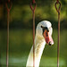 Suzanne Swan Photo 4