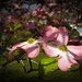 Don Puryear Photo 5