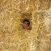 Rebecca Hays Photo 7