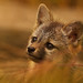 Rainey Fox Photo 5