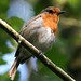 Robin Salisbury Photo 5