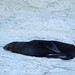 John Seal Photo 15