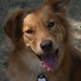 Harry Foster Photo 12