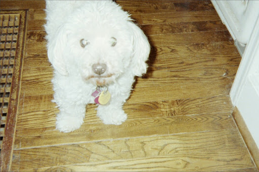 William Appleby Photo 27