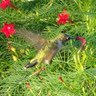 Sue Headley Photo 9