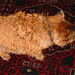 Ellen Chase Photo 13