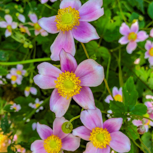 Sally Kim Photo 27