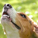 Richard Beagle Photo 8
