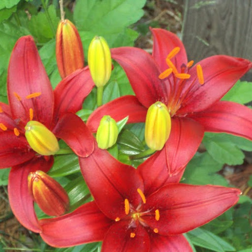 Colleen O'Reilly Photo 14