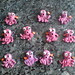 Paul Broches Photo 7