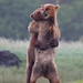 Bear Brown Photo 7