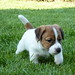 Jack Panter Photo 2