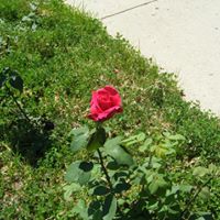 Sallie James Photo 22