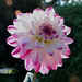 Rose Dahlia Photo 2