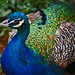 Austin Peacock Photo 1