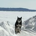 Alan Blanchard Photo 12