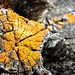 Tom Moss Photo 14