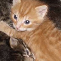 Karen Chase Photo 33