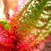 Flora Camp Photo 5