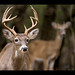 Rick Buck Photo 13