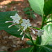 Chandra Woods Photo 7