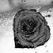 Rose Labella Photo 3