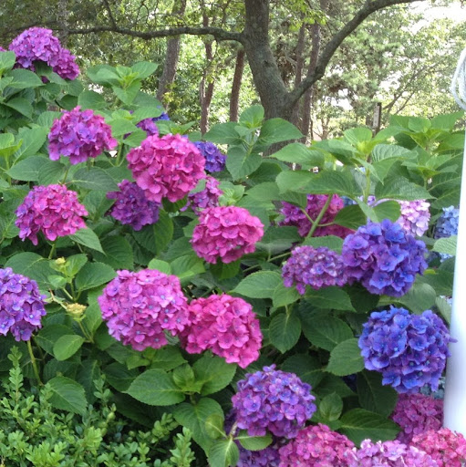 Mary Dunlap Photo 41