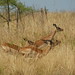 John Herd Photo 16