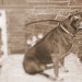 Molly Duke Photo 6