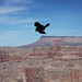 Wind Raven Photo 6