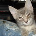 Billy Snipes Photo 12