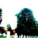 Allen Lawton Photo 8