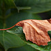 Amber Leaf Photo 2